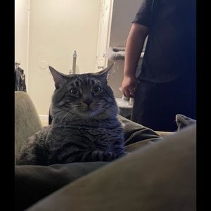 Meet your Posher, Felix